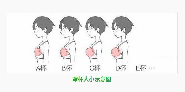 罩杯abcd怎么分大小 内衣文胸尺码对照表