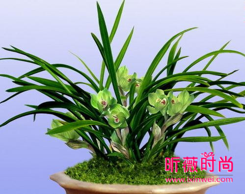 兰花种植方法：种植好兰花要掌握好十个要点