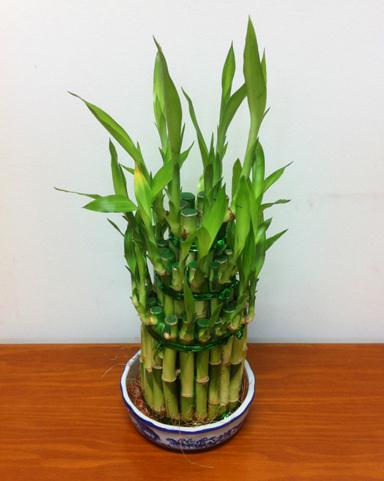 花草园艺：居家富贵竹的养殖方法和注意事项