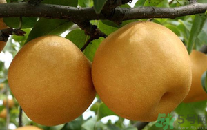 丰水梨的皮能吃吗？吃梨子皮有什么好处？