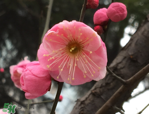 梅花可以放卧室吗？梅花放在卧室风水好吗？