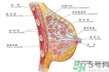 胸部二次发育是怎么回事？吃什么可以让胸部二次发育？