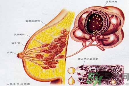 怎样区分乳房包块是良性还是恶性？如何诊断乳房肿块是恶性还是良性？