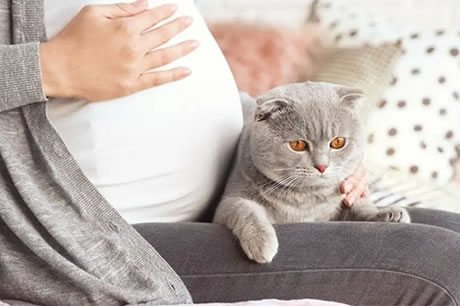 央视辟谣怀孕不能养猫说了什么