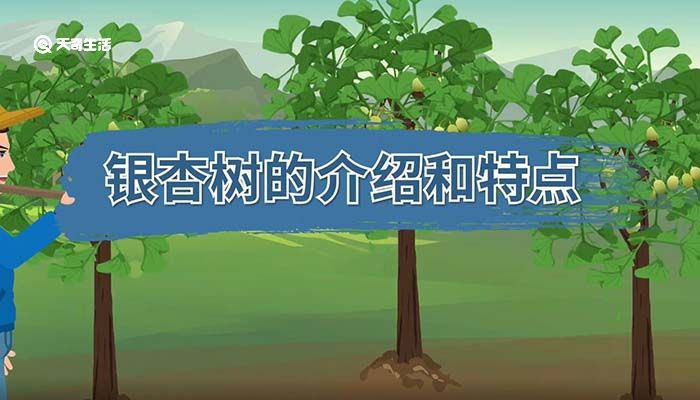 银杏树的介绍和特点 银杏树简介 