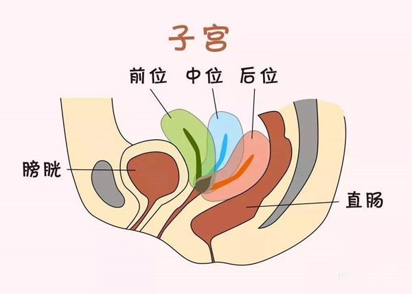 
	子宫前位和子宫后位图片区别 哪个比较容易受孕
