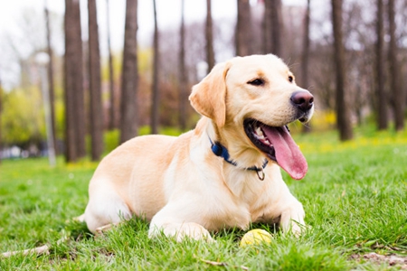 拉布拉多犬好养吗？养这犬种需要注意这三个方面问题