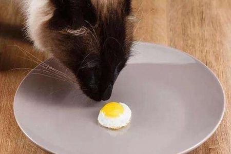 猫咪可以吃鸡蛋么？这三点猫吃鸡蛋注意事项不要忽略