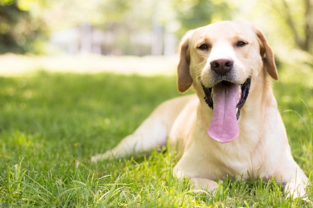 拉布拉多犬好养吗？养这犬种需要注意这三个方面问题