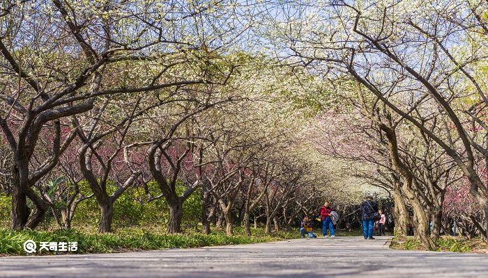 扬州市春季赏花去哪里 推荐扬州市春季赏花景点 