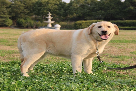 宠物狗得了糖尿病怎么办？铲屎官狠下心管住汪嘴