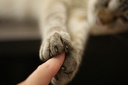 宠物猫剪指甲就是灾难？这五点铲屎官优雅剪指甲