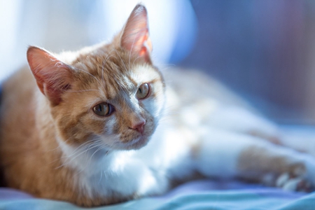 宠物猫慢性肾脏病得病高，保证宠物健康和生活品质