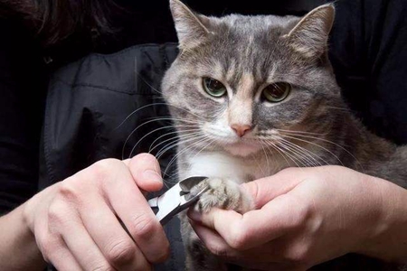 宠物猫剪指甲就是灾难？这五点铲屎官优雅剪指甲