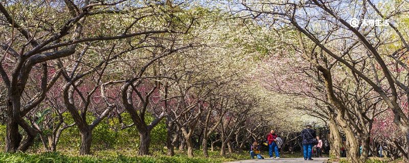 抚顺市春季赏花去哪里 推荐抚顺市春季赏花好去处 