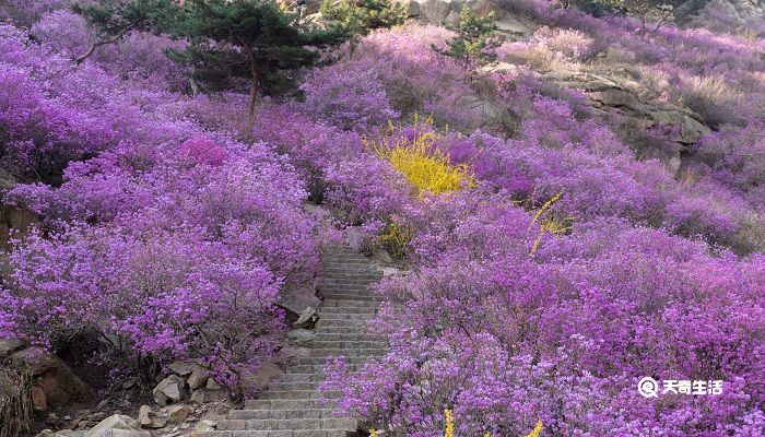 抚顺市春季赏花去哪里 推荐抚顺市春季赏花好去处 