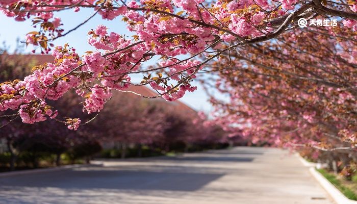 抚顺市春季赏花去哪里 推荐抚顺市春季赏花好去处 