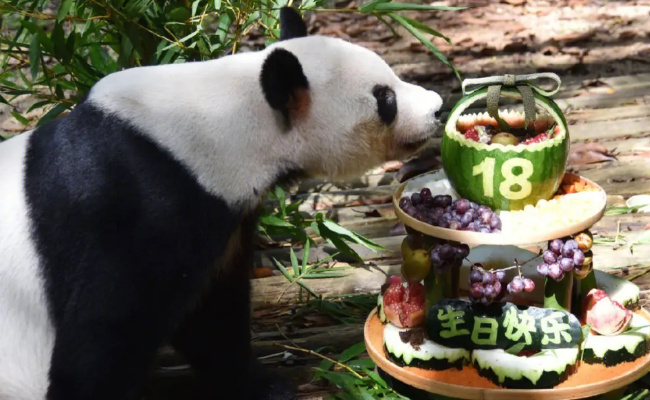 ​网友突击式检查世界各地大熊猫 为何如此重视？ 
