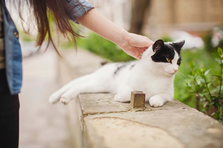 宠物猫防治猫季节性过敏，斩断过敏原和局部治疗
