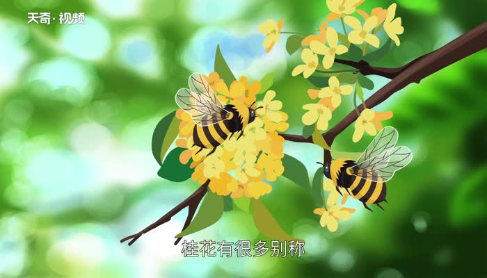 新鲜桂花怎么处理保存 新鲜桂花怎么保存 