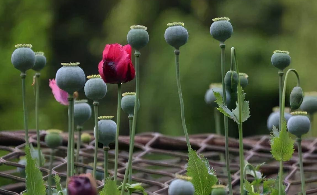 ​村民屋顶种植7株罂粟被无人机发现称是赏花 种植罂粟犯法吗？ 