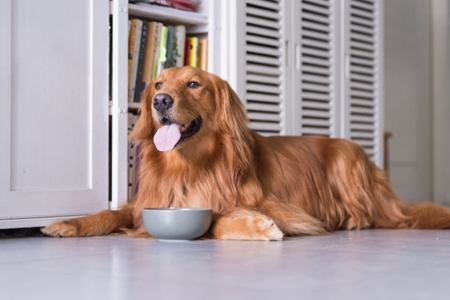 狗狗得犬胰腺炎问题，可能生活饮食习惯有关