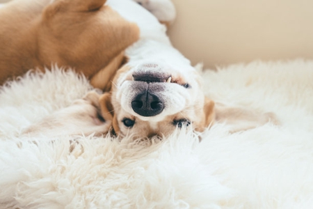 宠物狗犬瘟热怎么治疗?犬瘟热症状治疗法