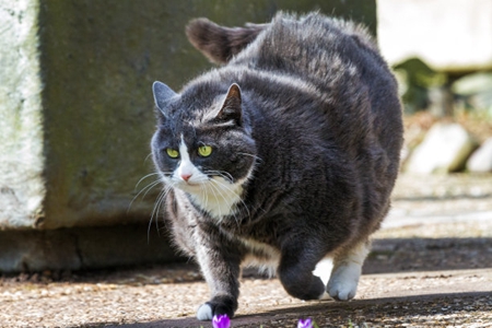 宠物猫暴瘦的脂肪肝，对猫健康有很大危害