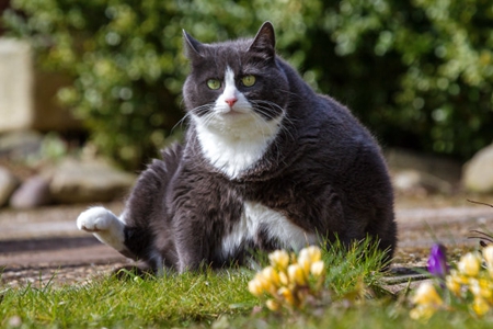 宠物猫暴瘦的脂肪肝，对猫健康有很大危害