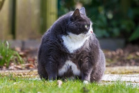 宠物猫暴瘦的脂肪肝，对猫健康有很大危害