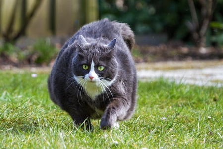 宠物猫暴瘦的脂肪肝，对猫健康有很大危害