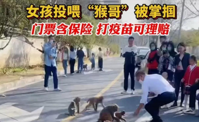 ​女子给猴子喂食被掌掴 游客在旅游时被“顽皮猴”打伤了该怎么办？ 