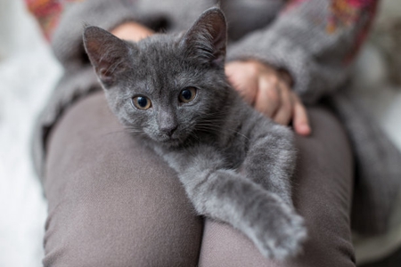 宠物猫癫痫发作如何治疗？记住下面治疗方案