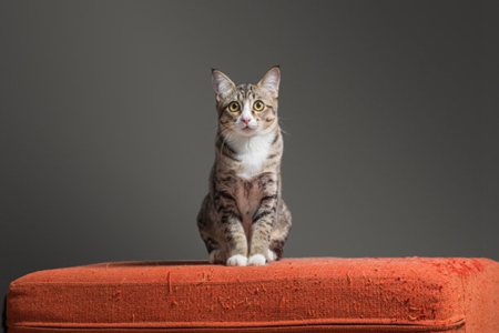 家里养猫沙发还健在吗？记住这三种沙发救治方法
