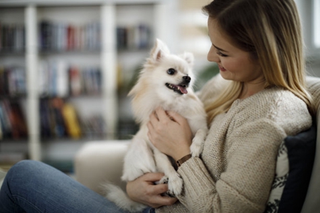 宠物得犬窝咳要注意，不要变成要狗命的肺炎