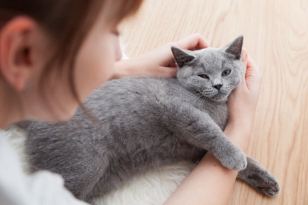 宠物猫上呼吸道综合症的病因和治疗方案