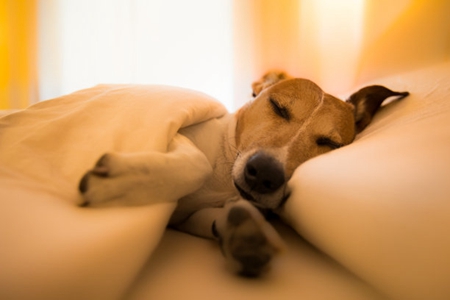 宠物狗毛囊炎症状和犬毛囊炎治疗方案