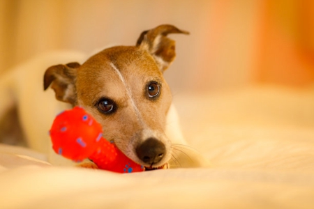 宠物狗毛囊炎症状和犬毛囊炎治疗方案
