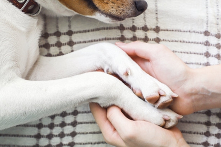 宠物狗肚皮上有红点？可能是犬毛囊炎的诱发原因