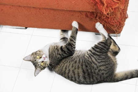 家里养猫沙发还健在吗？记住这三种沙发救治方法