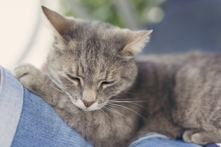 宠物猫癫痫比较常见，铲屎官知道癫痫发作病因