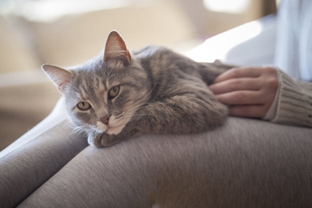 宠物猫癫痫比较常见，铲屎官知道癫痫发作病因