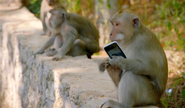 猴子抢了手机怎么办猴子抢了手机如何应对 
