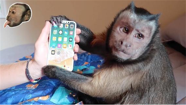 猴子抢了手机怎么办猴子抢了手机如何应对 