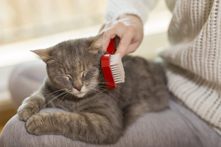 宠物猫嘴唇上的肿胀，可能是5个原因造成的