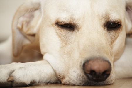 宠物狗鼻头干裂治疗方案，依据问题发生的原因