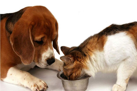 教你们猫狗粮食制作，就能保证质量还能保证健康