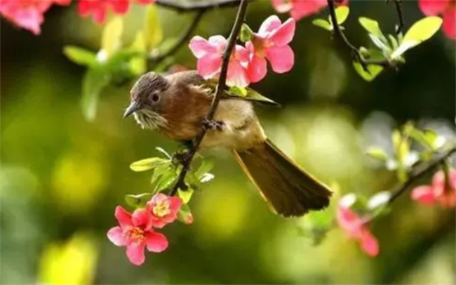 暮春时节是什么时候 暮春时节为什么会冷 