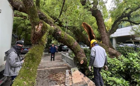 ​西湖500年老树被车撞断 将会面临什么样的处罚？ 