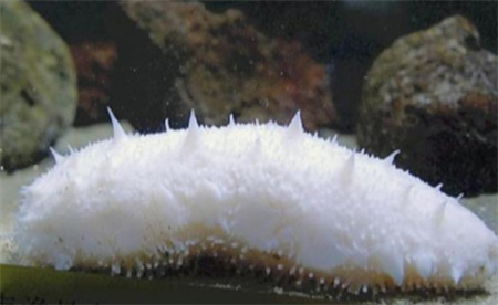 ​科研人员发现基因突变白海参 海参居然有白色的吗？ 